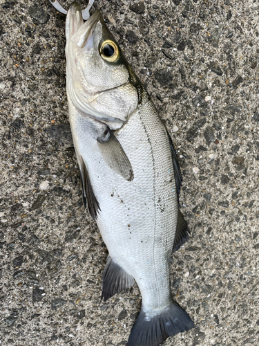 セイゴ（ヒラスズキ）の釣果