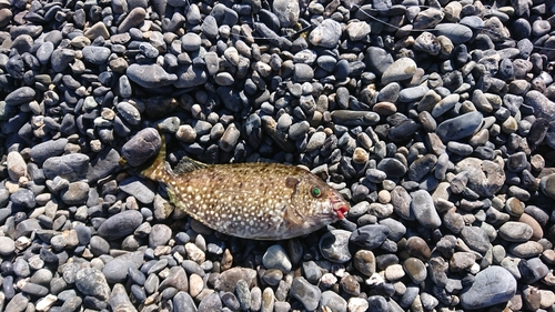 アイゴの釣果