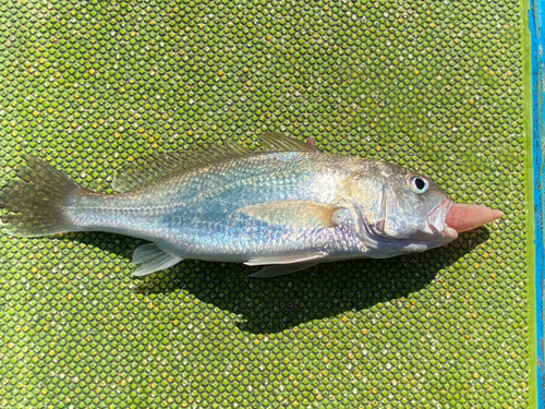 イシモチの釣果