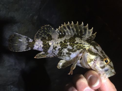 タケノコメバルの釣果