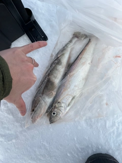 ホッケの釣果