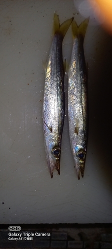 カマスの釣果