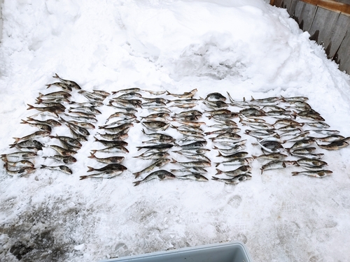 ホッケの釣果