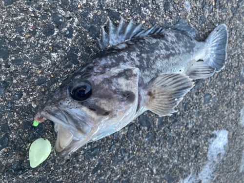 クロソイの釣果