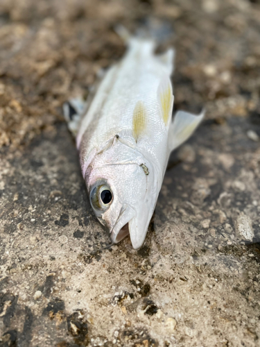 コトヒキの釣果