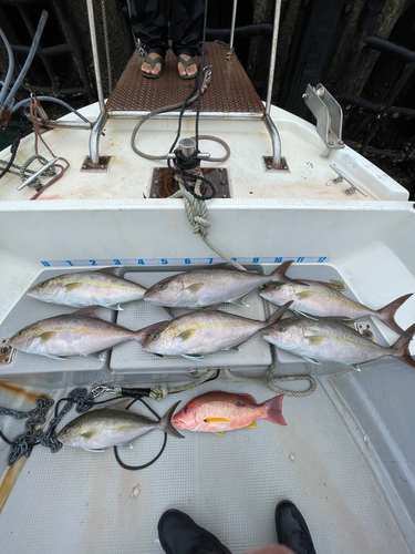 ヒレナガカンパチの釣果