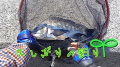 チヌの釣果