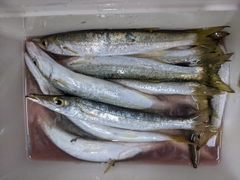 カマスの釣果