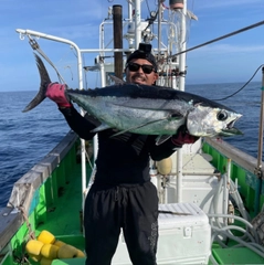 メバチマグロの釣果