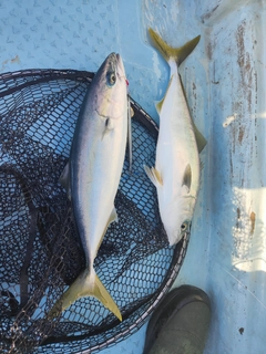 ハマチの釣果