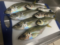 アジの釣果