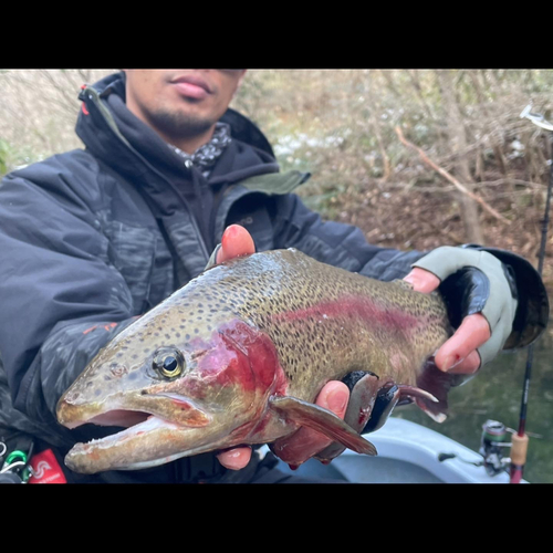 ニジマスの釣果