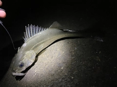 セイゴ（マルスズキ）の釣果