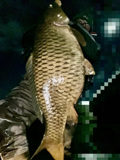 コイの釣果