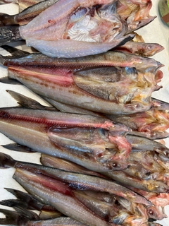 ホッケの釣果