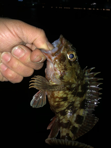 カサゴの釣果