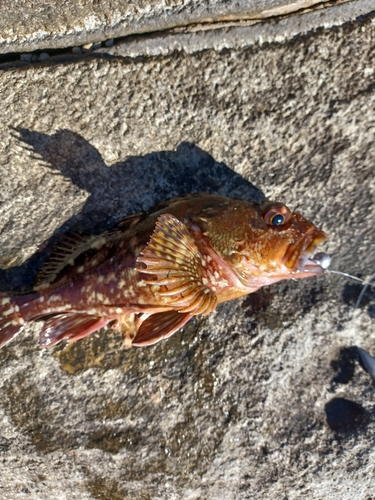 カサゴの釣果