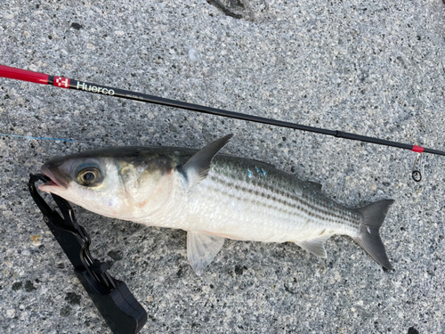 ボラの釣果