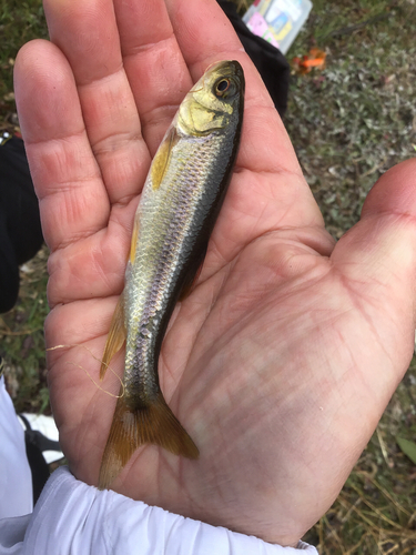 カワムツの釣果