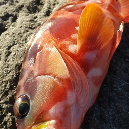 まなづらー！の釣果