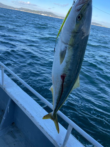 ブリの釣果