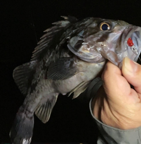 クロソイの釣果