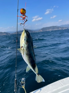 シロサバフグの釣果