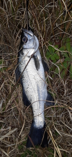 ヒラスズキの釣果