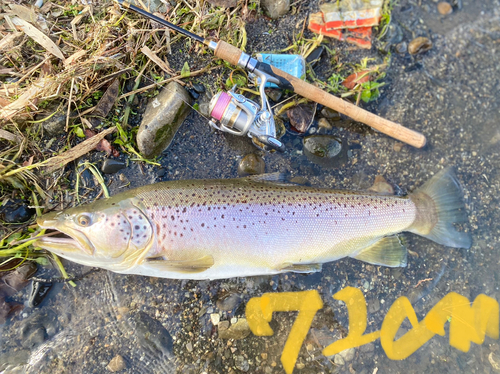 ブラウントラウトの釣果