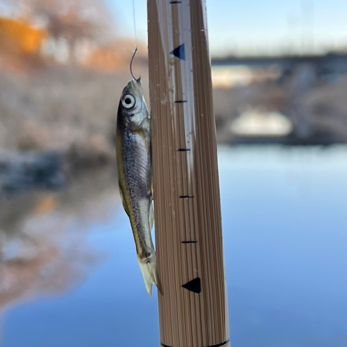 カワムツの釣果