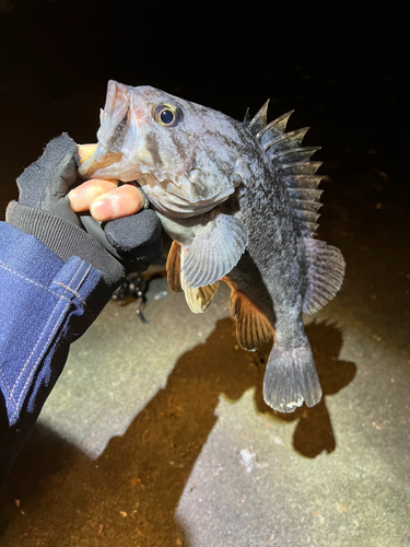 クロソイの釣果