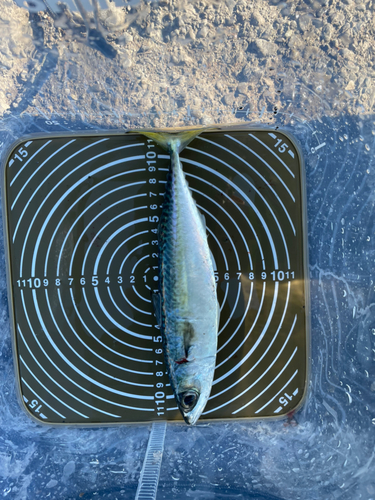 サバの釣果