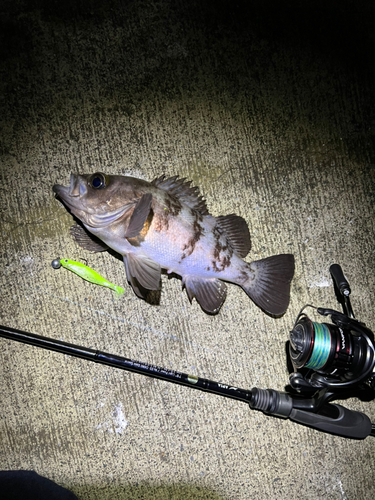 メバルの釣果