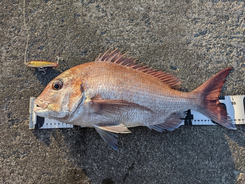 マダイの釣果