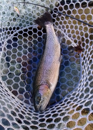 ニジマスの釣果