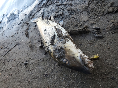 ニゴイの釣果