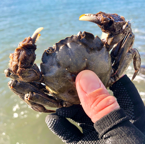 モクズガニの釣果