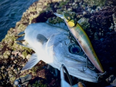 ヒラスズキの釣果