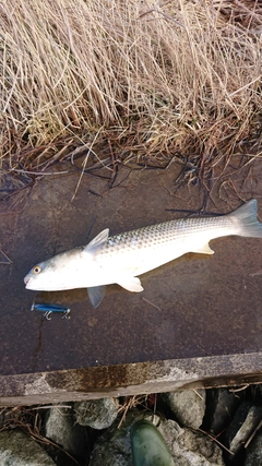 ボラの釣果