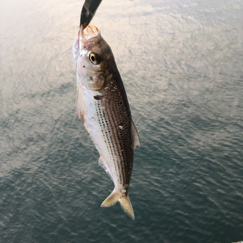 コノシロの釣果