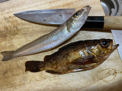 キスの釣果