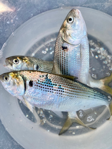 コノシロの釣果