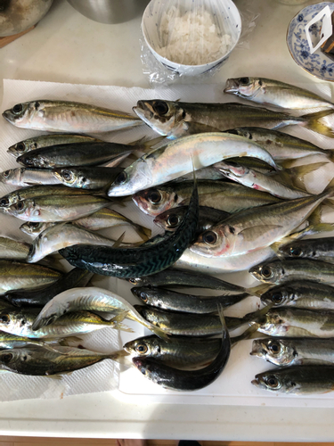 アジの釣果