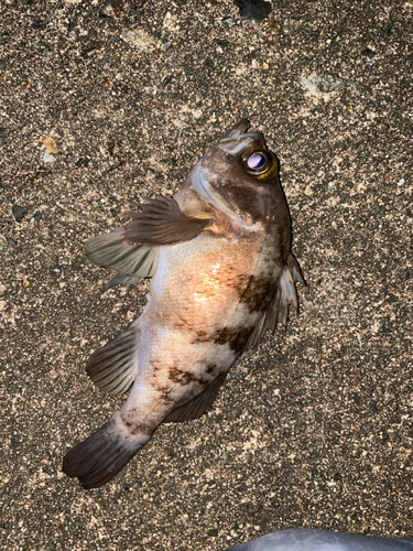 メバルの釣果