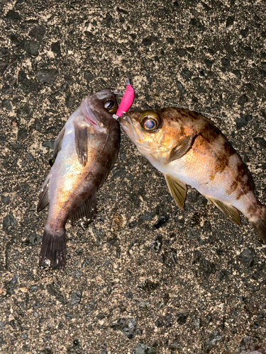 メバルの釣果