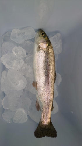 ニジマスの釣果