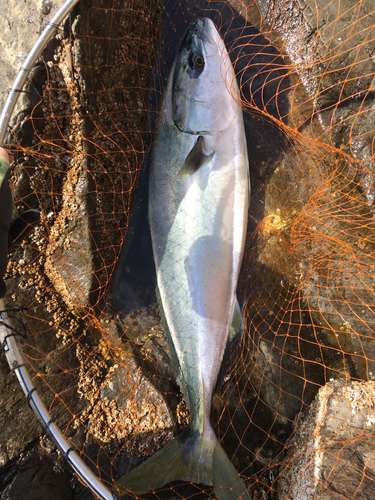 ヤズの釣果