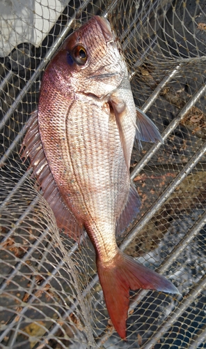 マダイの釣果