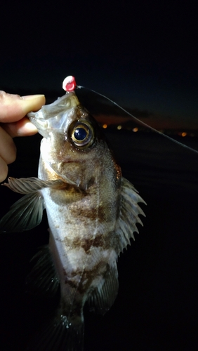 シロメバルの釣果