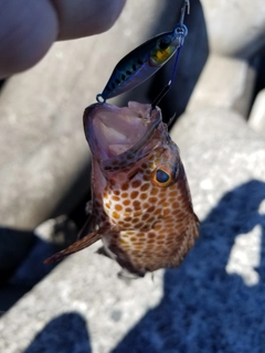 オオモンハタの釣果